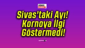 Sivas’taki Ayı! Kornoya İlgi Göstermedi!