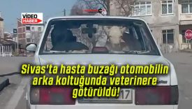 Sivas’ta hasta buzağı otomobilin arka koltuğunda veterinere götürüldü!