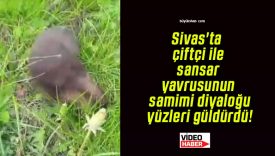 Sivas’ta çiftçi ile sansar yavrusunun samimi diyaloğu yüzleri güldürdü!