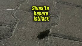 Sivas’ta haşere istilası! Parklarda oturmak imkânsız hale geldi!