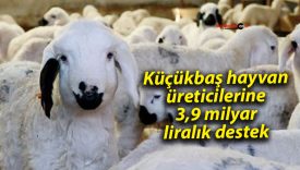 Küçükbaş hayvan üreticilerine 3,9 milyar liralık destek