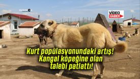 Kurt popülasyonundaki artış! Kangal köpeğine olan talebi patlattı!
