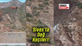 Sivas Paşabahçe’de dağ keçileri tepede görüntülendi!