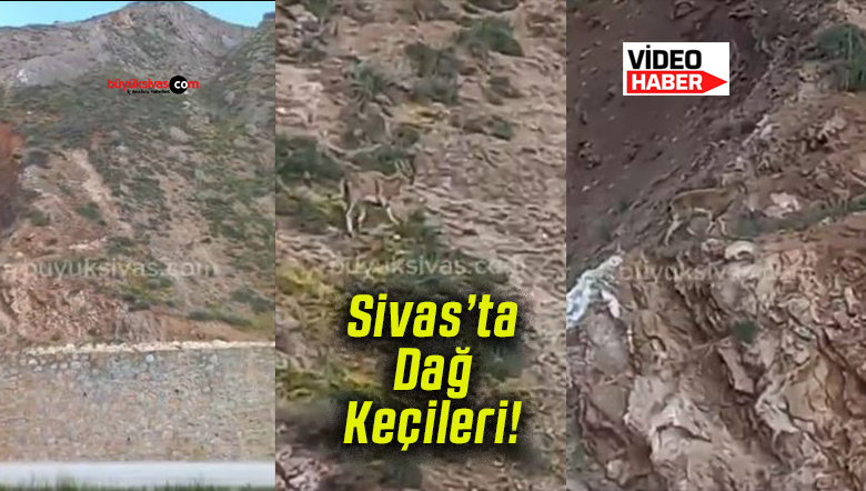 Sivas Paşabahçe’de dağ keçileri tepede görüntülendi!