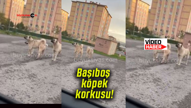 Üniversite Toki’de başıboş köpek korkusu!
