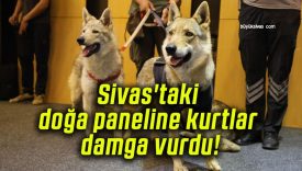 Sivas’taki doğa paneline kurtlar damga vurdu!