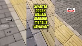 Sivas’ta böcek istilası mahalle mahalle yayılıyor!
