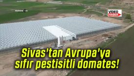 Sivas’tan Avrupa’ya sıfır pestisitli domates!