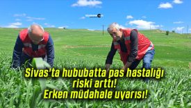 Sivas’ta hububatta pas hastalığı riski arttı! Erken müdahale uyarısı!