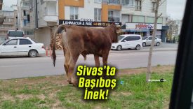 Sivas’ta Başıboş Köpeklerin Yanı Sıra İnekler de Sokaklarda Görülmeye Başladı!
