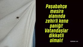Paşabahçe mesire alanında zehirli kene paniği! Vatandaşlar dikkatli olmalı!