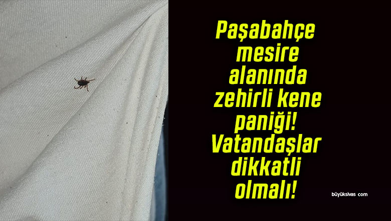 Paşabahçe mesire alanında zehirli kene paniği! Vatandaşlar dikkatli olmalı!