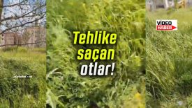 Şeyh Şamil Mahallesi’nde tehlike saçan otlar!