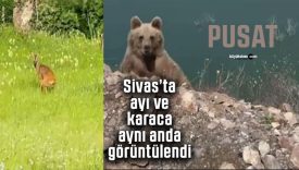 Sivas’ta nadir anlar: Pusat Barajı mevkiinde ayı ve karaca aynı anda görüntülendi