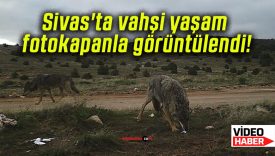Sivas’ta vahşi yaşam fotokapanla görüntülendi!