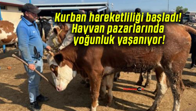 Kurban hareketliliği başladı! Hayvan pazarlarında yoğunluk yaşanıyor!
