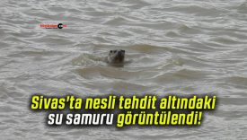 Sivas’ta nesli tehdit altındaki su samuru görüntülendi!