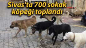 Sivas’ta 700 sokak köpeği toplandı
