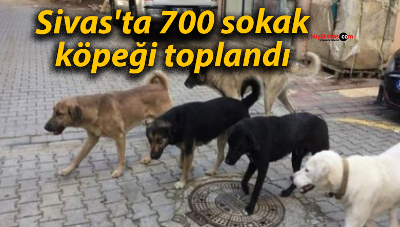 Sivas’ta 700 sokak köpeği toplandı