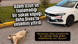 Sivas’ta başıboş köpek sorunu büyüyor: Çocuklar risk altında, çözüm bekleniyor