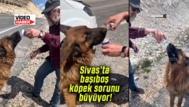 Sivas’ta başıboş köpek sorunu büyüyor!