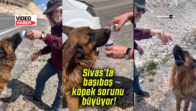 Sivas’ta başıboş köpek sorunu büyüyor!