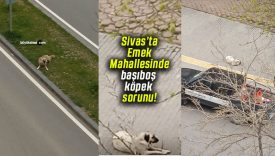Emek Mahallesi’nde başıboş köpek sorunu!