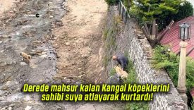 Derede mahsur kalan Kangal köpeklerini sahibi suya atlayarak kurtardı!
