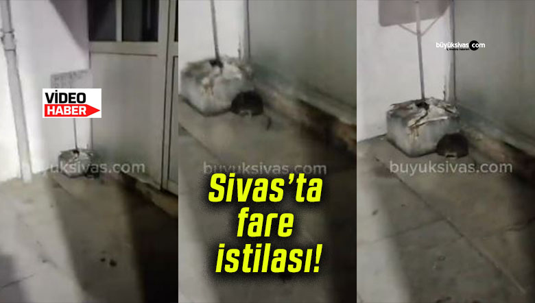 Sivas’ta fare istilası endişe yaratıyor!