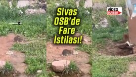 Sivas OSB’de Fare İstilası! Dev Farenin Görüntüsü Şoke Etti!