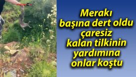 Merakı başına dert oldu, çaresiz kalan tilkinin yardımına onlar koştu