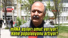 mRNA aşıları umut veriyor! Kene popülasyonu artıyor!