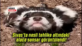 Sivas’ta nesli tehlike altındaki alaca sansar görüntülendi!