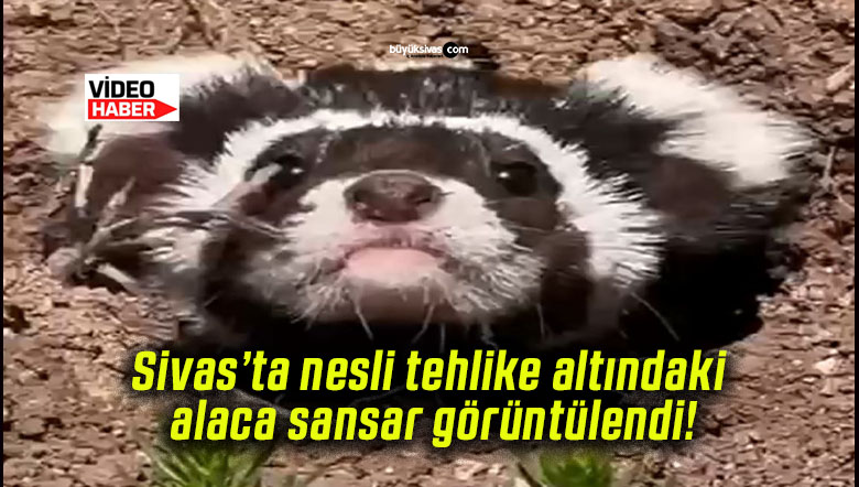 Sivas’ta nesli tehlike altındaki alaca sansar görüntülendi!