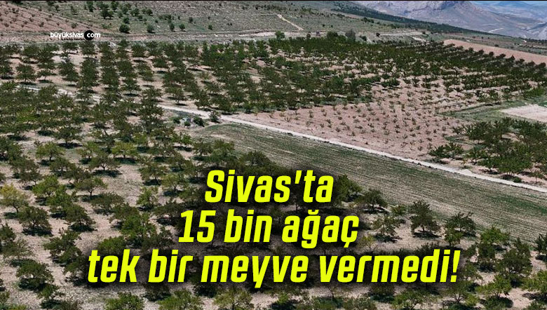 Sivas’ta 15 bin ağaç tek bir meyve vermedi!