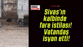Sivas’ın kalbinde fare istilası! Vatandaş isyan etti!