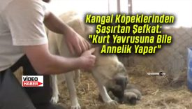 Kangal Köpeklerinden Şaşırtan Şefkat: “Kurt Yavrusuna Bile Annelik Yapar”
