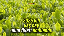 2025 yılı yaş çay alım fiyatı açıklandı!