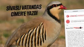 Sivas’ta kene vakaları artıyor: Vatandaş CİMER’e yazdı, av yasağı talep etti