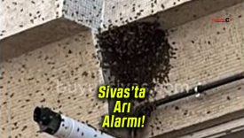 Sivas’ta Bankalar Caddesi’nde Arı Alarmı!