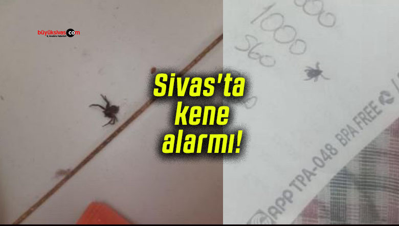 Sivas’ta kene alarmı! Evlerin içine kadar girdiler! Ölümler artıyor!