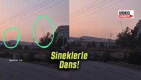 Resmen sineklerin dansını izliyoruz!