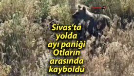 Sivas’ta yolda ayı paniği: Otların arasında kayboldu