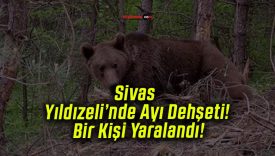 Sivas Yıldızeli’nde Ayı Dehşeti! Bir Kişi Yaralandı!