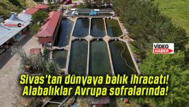Denize kıyısı olmayan Sivas’tan dünyaya balık ihracatı! Alabalıklar Avrupa sofralarında!