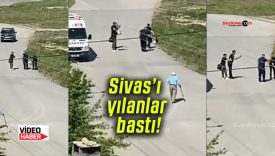Sivas’ı yılanlar bastı! Biri yakaladı! Diğeri o anları kayda aldı!
