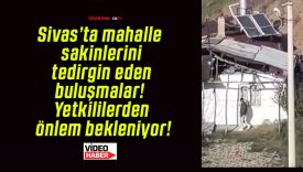 Sivas’ta mahalle sakinlerini tedirgin eden buluşmalar! Yetkililerden önlem bekleniyor!