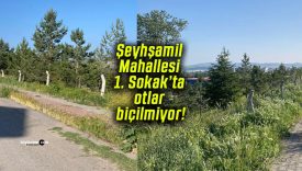 Şeyhşamil Mahallesi 1. Sokak’ta otlar biçilmiyor!