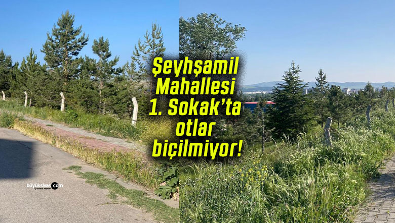 Şeyhşamil Mahallesi 1. Sokak’ta otlar biçilmiyor!