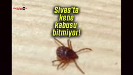 Sivas’ta kene kabusu bitmiyor!